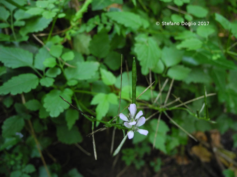 Cardamine chelidonia